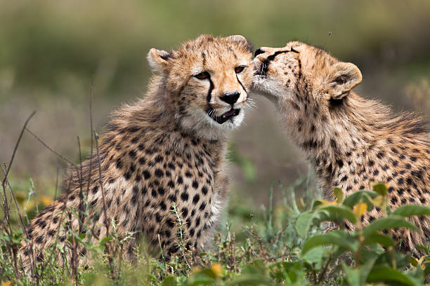 Cheetah cubs, Serengeti stock photo