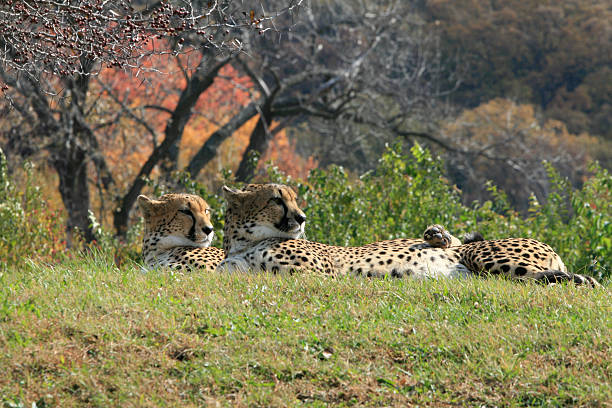 Cheetah Evening stock photo