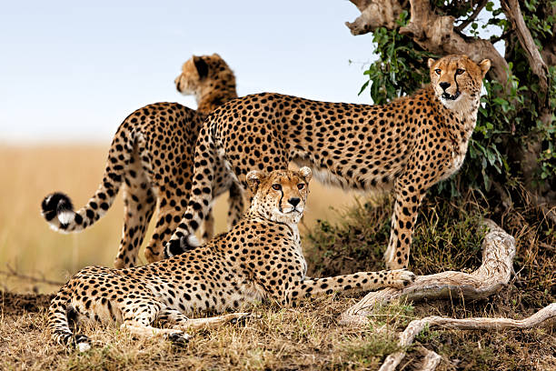 Cheetah Family, Masai Mara stock photo