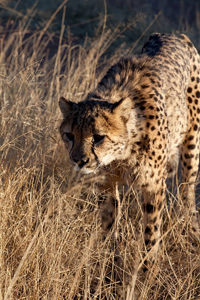 Cheetah hunt stock photo