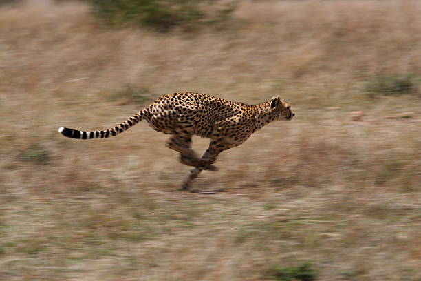 Cheetah hunting stock photo