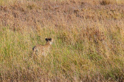 cheetah resting in grass and watching for prey in the wild plains of the masai mara, kenya