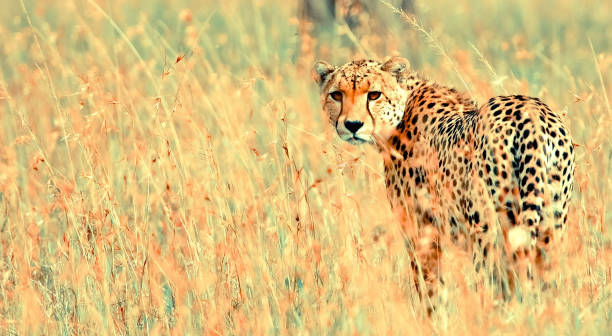 Cheetah In Grass stock photo