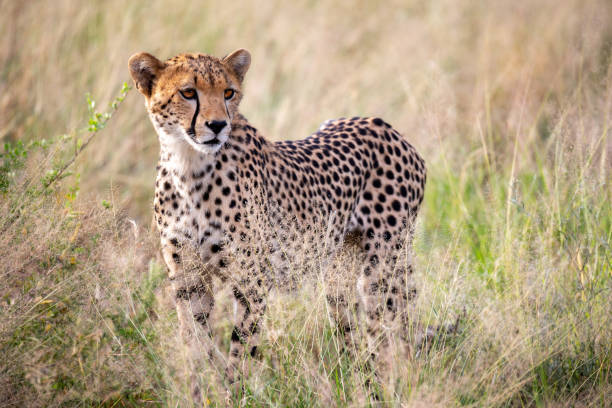 gepard w trawie patrzy na somethings - south africa zdjęcia i obrazy z banku zdjęć