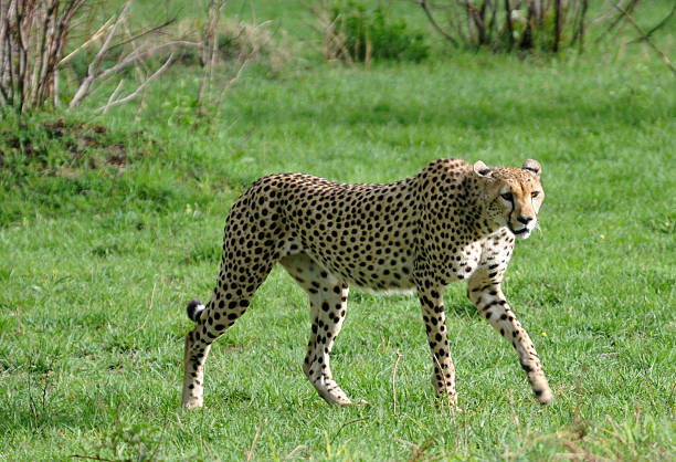 Cheetah IV stock photo