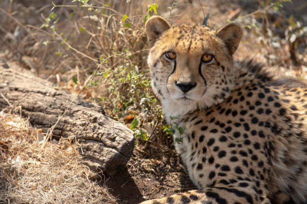 Cheetah looking directly at camera in South Africa stock photo