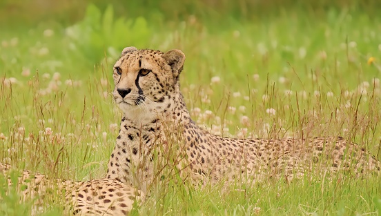 A cheetah lying down on soft green grass  in a grassland. South African Beautiful Cheetah high quality stock image
