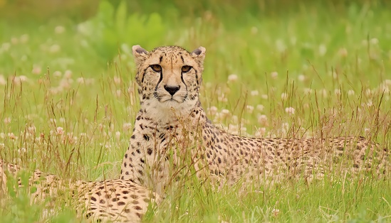 A cheetah lying down on soft green grass of the grasslands of the Transvaal region in South Africa.