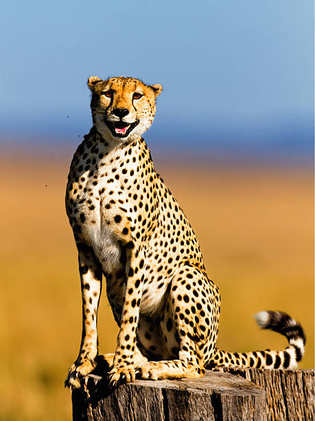 Cheetah male, Masai Mara stock photo