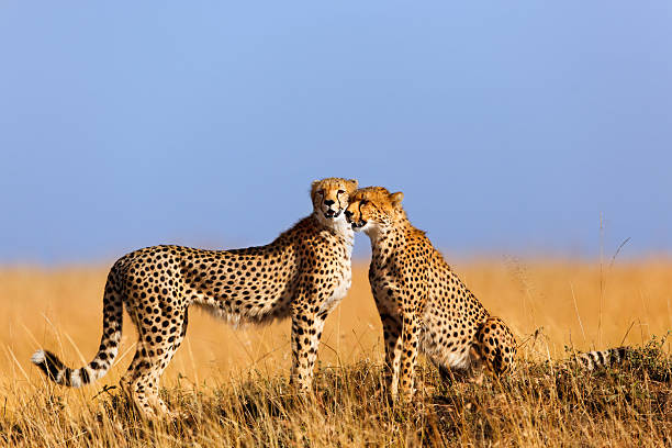 Cheetah mother with cub, Masai Mara, Kenya stock photo