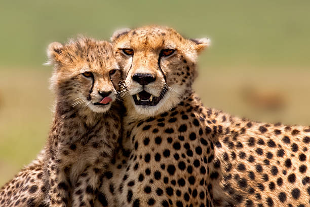 Cheetah Mother with cub, Masai Mara stock photo
