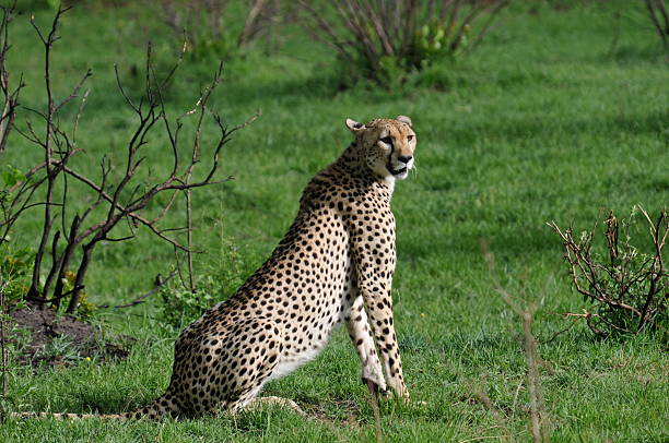 Cheetah stock photo