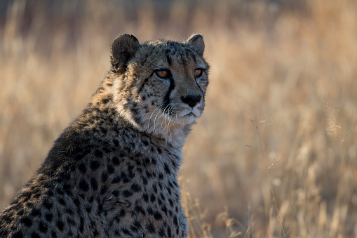 Cheetah (Acinonyx jubatus) in dry savanna in Serengeti National park in Tanzania