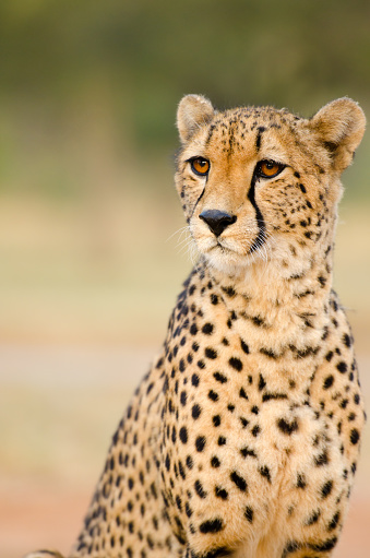 Cheetah Portrait in Okonjima Reserve - Namibia