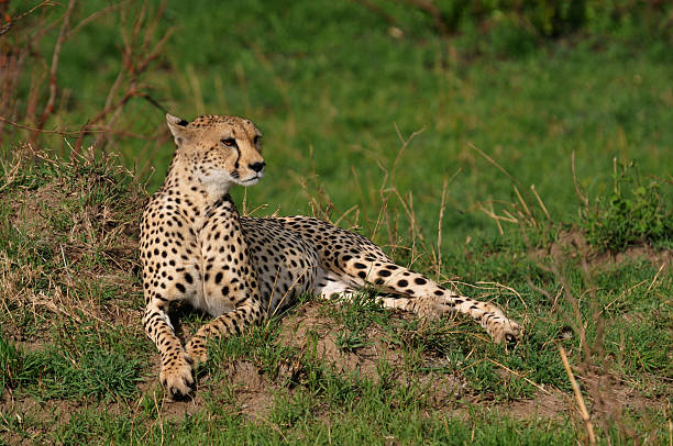 Cheetah resting over the grass stock photo