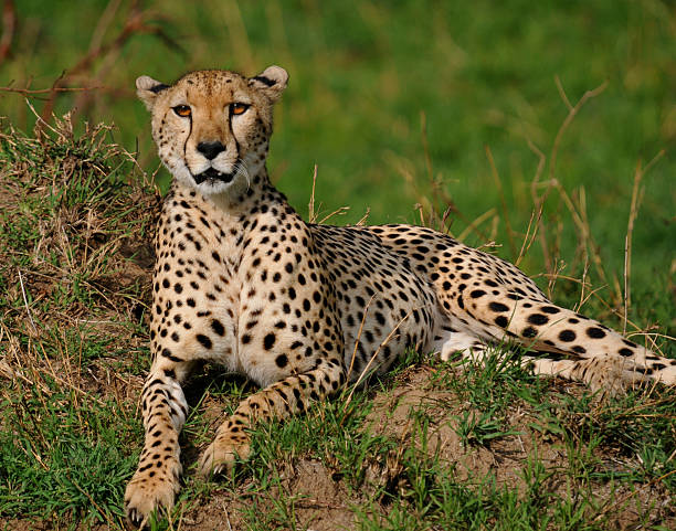 Cheetah resting stock photo