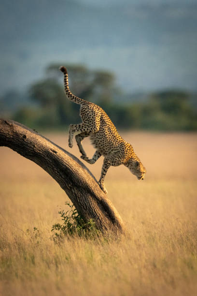 Cheetah runs down bent tree in grassland Cheetah runs down bent tree in grassland tanzania photos stock pictures, royalty-free photos & images
