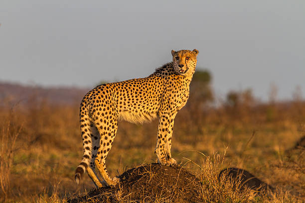 Cheetah Standing on Termite Mound stock photo