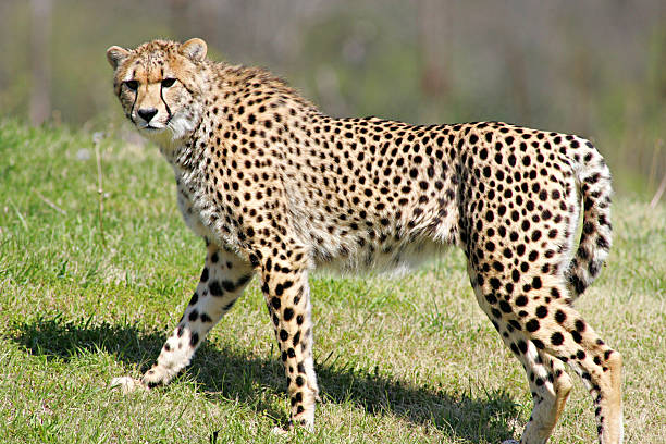 Cheetah Walking stock photo