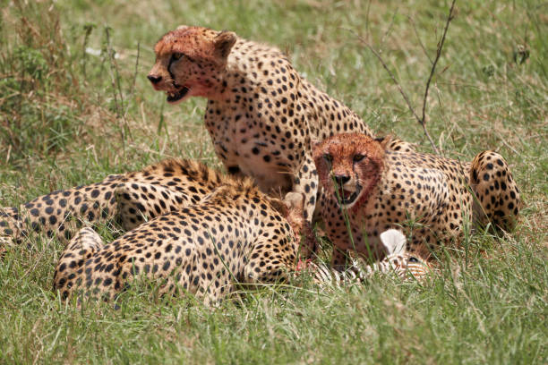 Cheetahs and their prey after having managed to hunt it enjoy and devour the loot obtained in the natural reserve of Masai Mara, Kenya stock photo