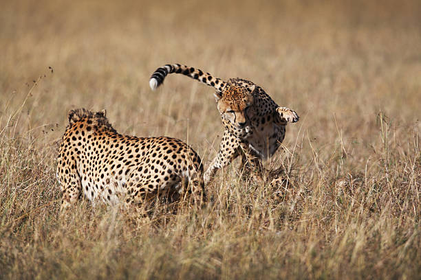 Cheetahs fighting stock photo