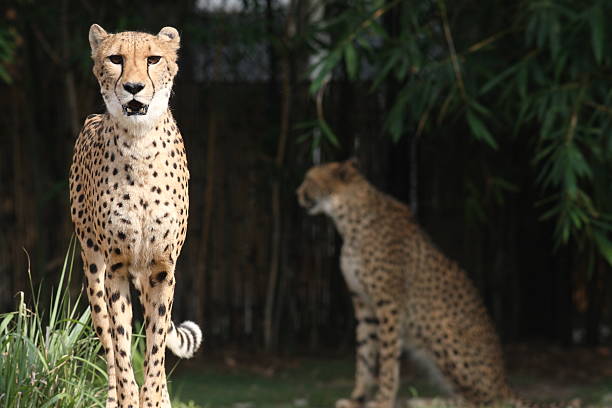Cheetahs stock photo