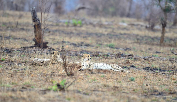 Cheetahs resting stock photo
