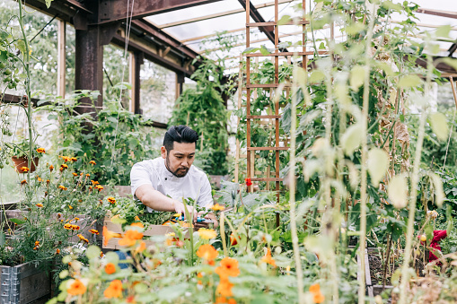 Japanese chef, picking ingredients from greenhouse.