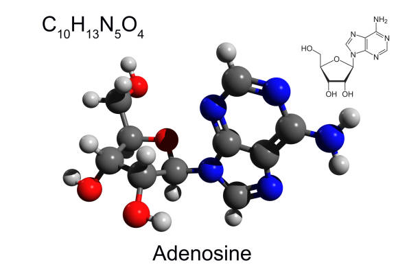 Chemical formula, skeletal formula, and 3D ball-and-stick model of nucleoside adenosine stock photo