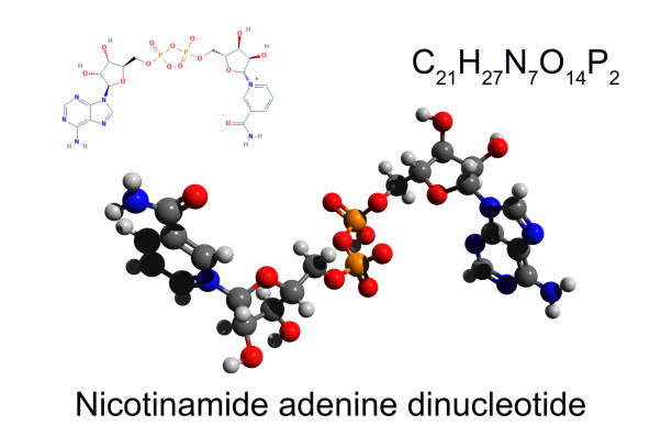 Chemical formula, skeletal formula and 3D ball-and-stick model of nicotinamide adenine dinucleotide, white background stock photo