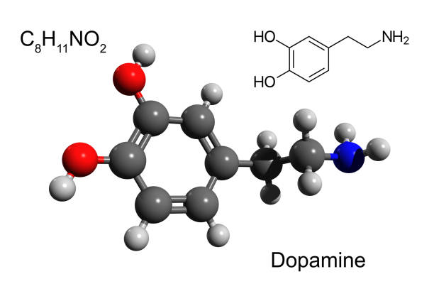 Chemical formula, structural formula and 3D ball-and-stick model of dopamine stock photo
