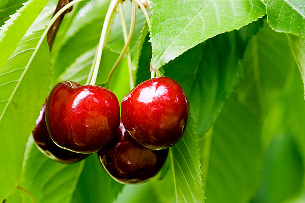 Cherries close-up with stems and leaves stock photo