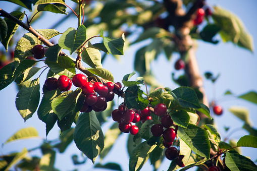 Cherries on a cherry tree, leaves,  branches and clear sky background.