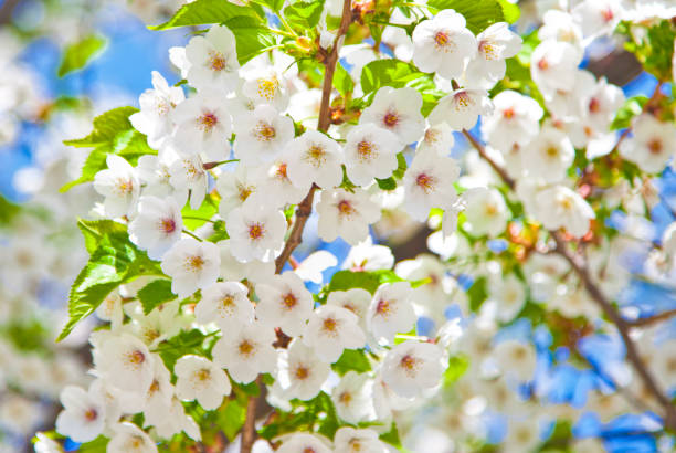 Cherry blossom against blue sky. Swedish spring. stock photo