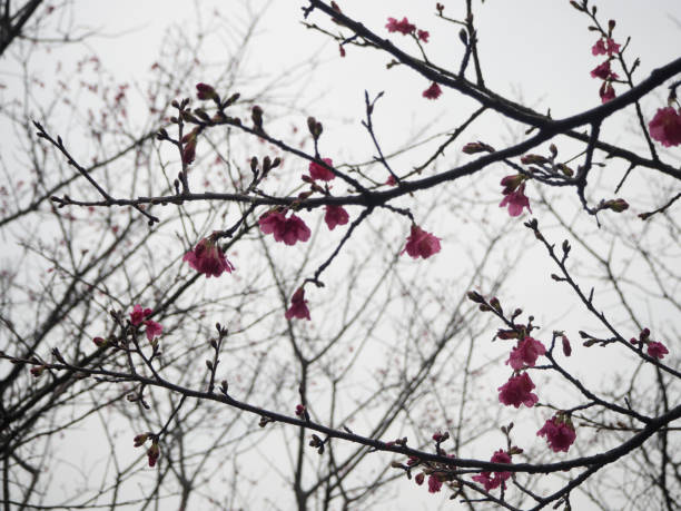 Cherry Blossom at park in chiang kai shek memorial hall taipei,Taiwan stock photo