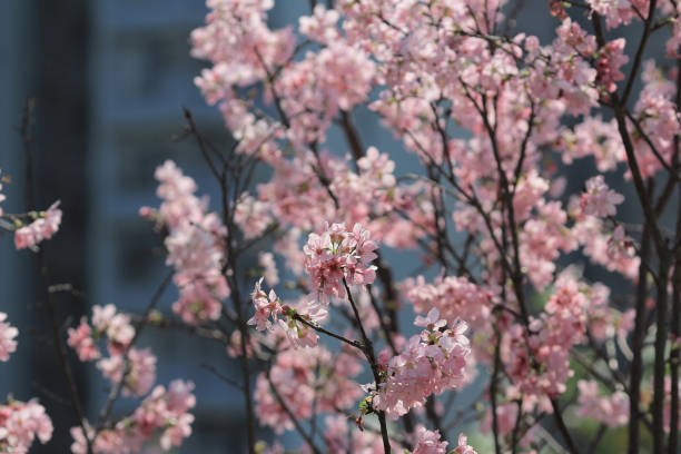 Cherry blossom in hk stock photo