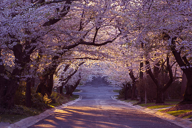 Cherry blossom neighborhood Suburban road in tunnel of cherry blossoms - Washington, DC cherry blossom photos stock pictures, royalty-free photos & images