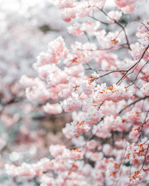 Cherry Blossom New York City stock photo