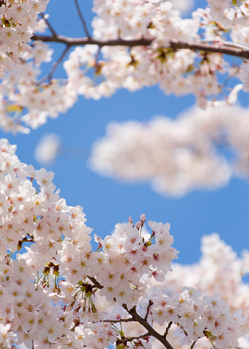 Cherry Blossom Trees Against Clear Blue Sky in the Morning