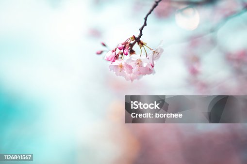 istock Cherry Blossom 1126841567