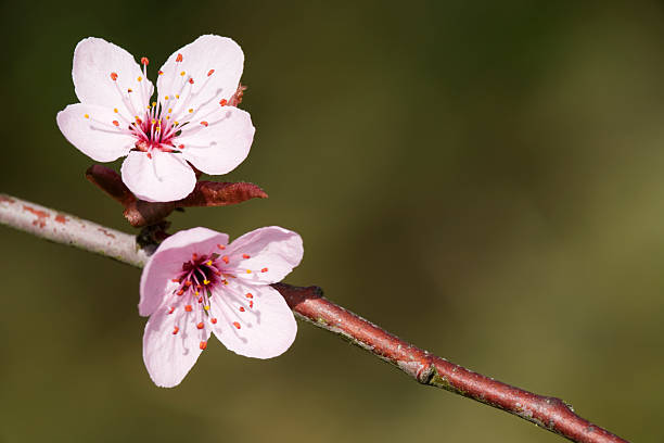 cherry blossom stock photo