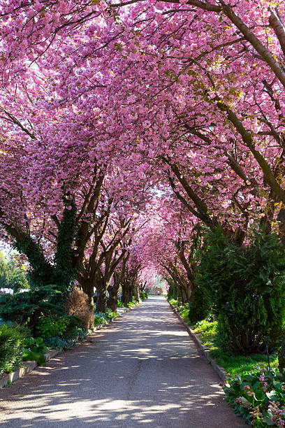 Cherry Blossom Cherry Blossom Trees along Road. Sakura. fruit tree photos stock pictures, royalty-free photos & images