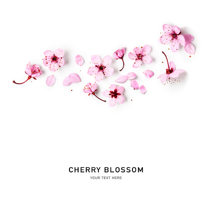 Cherry blossom. Creative composition with sakura spring flowers isolated on white background. Springtime arrangement. Holiday concept. Flat lay, top view, floral design