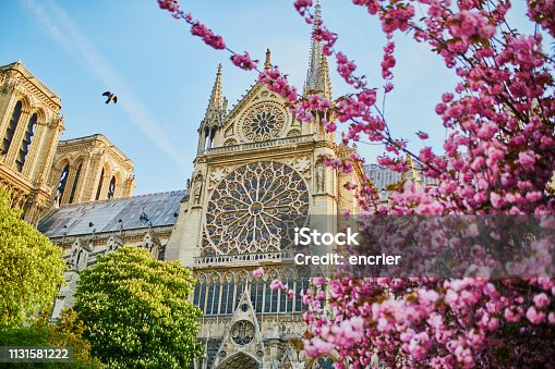 istock Cherry blossom trees near Notre-Dame cathedral in Paris, France 1131581222