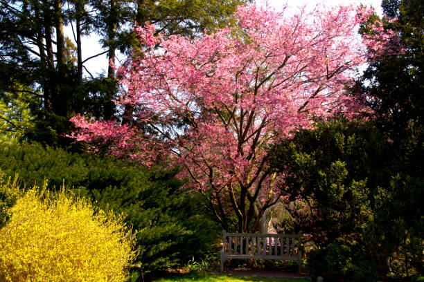 Cherry Blossom trees stock photo