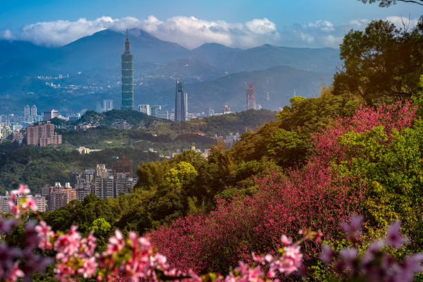 Cherry blossom with Taipei cityscape in spring, Taiwan stock photo