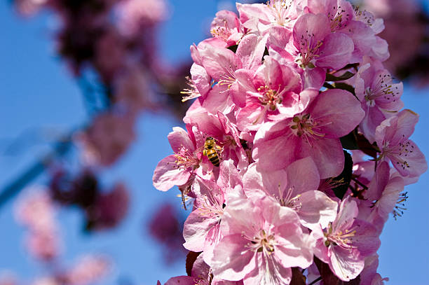 Cherry Blossoms 4 stock photo