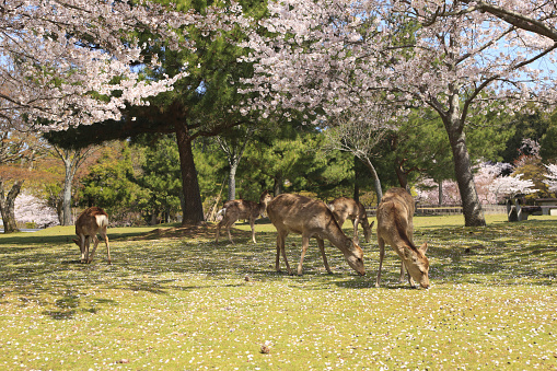 Cherry Blossoms and deers