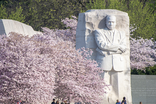 MLK statue seems surrounded by blossoming cherry trees at the Martin Luther King, Jr., Memorial in Washington, DC.