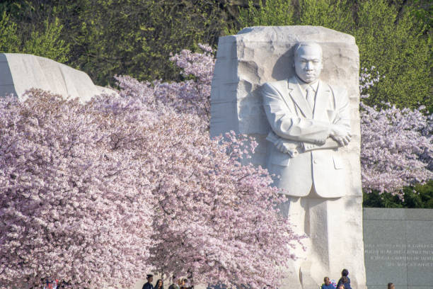 Cherry blossoms and Dr. King MLK statue seems surrounded by blossoming cherry trees at the Martin Luther King, Jr., Memorial in Washington, DC. martin luther king jr stock pictures, royalty-free photos & images